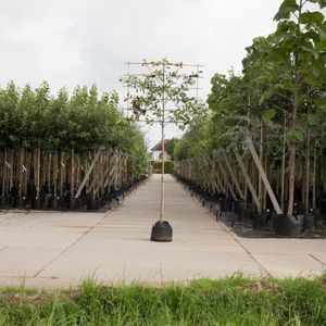 Photinia als leiboom Photinia fraseri Red Robin h 265 cm st. omtrek...