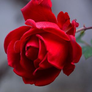 Roos Ingrid Bergman – Grootbloemige Rosa