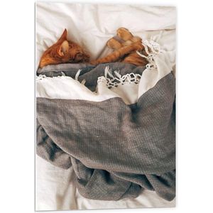 Forex - Slapende Kat onder Deken op Bed - 60x90cm Foto op Forex