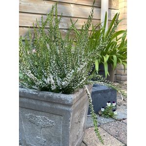 Zomerheide Wit - 10 Stuk - Calluna vulgaris 'Long White' - P10.5 - Plant - Tuinplant - Heide