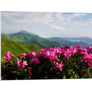 PVC Schuimplaat - Roze Bloemenstruik met Uitzicht over Berggebied - 80x60 cm Foto op PVC Schuimplaat (Met Ophangsysteem)