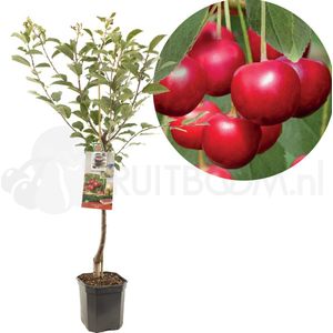 Prunus cerasus Morel | zure kers | laagstam