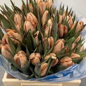 Verse Tulpen -  Latte - 50 stuks