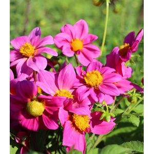 Dahlia Mignon Pink | 3 stuks | dahlia knollen