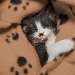 huisdierdeken voor hond of kat, zachte afwerking, zware winterdeken, fleece deken gezellig kattenbed