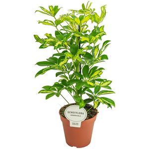 The Green Corner - Schefflera Arboricola Gerda - Hoogte 45cm - Diameter 13cm