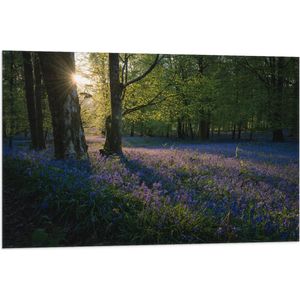 WallClassics - Vlag - Zonnetje Schijnend op Lavendel  - 90x60 cm Foto op Polyester Vlag