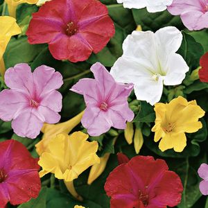 Bloomique - Mix van 5 - Mirabilis Jalapa - Nachtschone - Knollen - Tuinplanten - Vaste Planten - Winterhard - Meerjarig - Groeit tot 70-100 cm