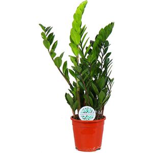 The Green Corner - Zamioculcas zamiifolia - Hoogte 60cm - Diameter 17cm
