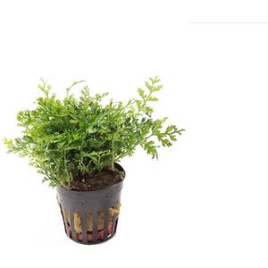 Aquaflora Bolbitus heteroclita in 5 cm pot