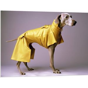 PVC Schuimplaat- Zijaanzicht van Duitse Dog Hond in Gele Regenjas - 100x75 cm Foto op PVC Schuimplaat