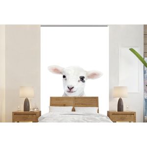 Lam - Wit - Dieren - Natuur - Behangpapier