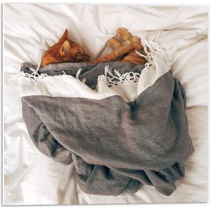 Forex - Slapende Kat onder Deken op Bed - 50x50cm Foto op Forex