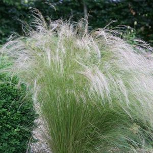 25 x Vedergras Ponytails Groen|Geel - Winterhard Siergras - Stipa tenuissima 'Ponytails' in 9x9cm pot met hoogte 5-10cm
