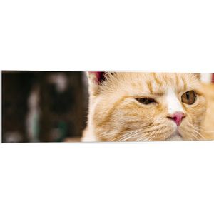PVC Schuimplaat- Portret van Booskijkende Roodharige Kat - 120x40 cm Foto op PVC Schuimplaat