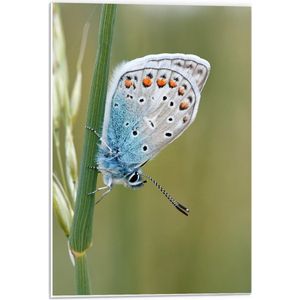 Forex - Blauwkleurige Vlinder op Groene Plant - 40x60cm Foto op Forex