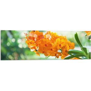 Vlag - Boeket van Oranje Orchideeën Bloemen Hangend aan Stengel - 90x30 cm Foto op Polyester Vlag