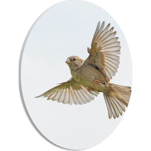 WallClassics - PVC Schuimplaat Ovaal - Vliegende Vogel - Passer - 21x28 cm Foto op Ovaal (Met Ophangsysteem)