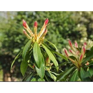 2 x Pieris hybr. 'Forest Flame' - Rotsheide 'Forest Flame' , Lavendelheide 20- 30 cm in pot