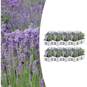 Tuinplantenshop.com | Lavendel angustifolia | 48 stuks - Ø7cm - 15cm hoog - Tuinplant