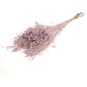 Lilac Misty gedroogde Brem | Lila Broom Bloom droogbloemen | Lengte ± 60 cm | Per bos te bestellen