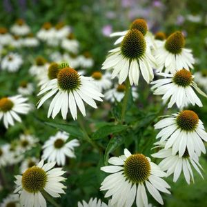 Echinacea purpurea 'White Swan' - Zonnehoed - Wortelgoed - 5 stuks