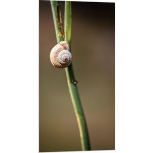 WallClassics - PVC Schuimplaat- Bruin Slakje op Smalle Groene Tak - 50x100 cm Foto op PVC Schuimplaat