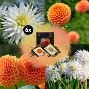 Dahlia Mix Orange Pride , totaal 12st, (6x Playa Blanca & 6x Ralphie ), Kleurenmix van Wit en levendige oranje tinten, Bloembollen, Flowerbulbs Amsterdam