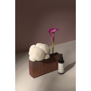 Lion's mane tincture 50ML - Focus - Organic