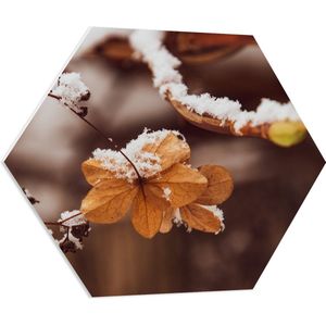 PVC Schuimplaat Hexagon - Oranje Afstervende Bloem Hangend aan Tak met Sneew erover - 70x60.9 cm Foto op Hexagon (Met Ophangsysteem)