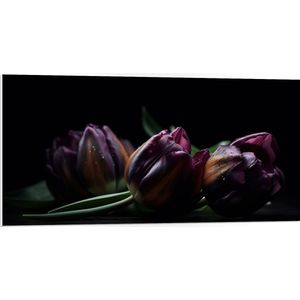 PVC Schuimplaat- Paarse Tulpen in het Donker - Bloemen - 100x50 cm Foto op PVC Schuimplaat