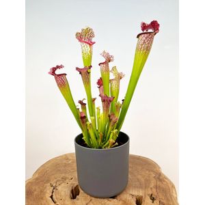 Trompetbekerplant ""Sarracenia Leucophylla"" groot incl. plantenpot Demi ""Antraciet"" | Complete set (worden samen geleverd) | Plaats bij aankomst jouw vleesetende plant in de pot en geniet meteen