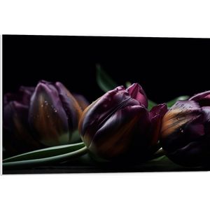 PVC Schuimplaat - Paarse Tulpen in het Donker - Bloemen - 75x50 cm Foto op PVC Schuimplaat (Met Ophangsysteem)