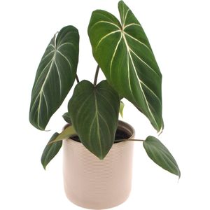 Philodendron Gloriosum | 35cm | incl. Off white keramieken pot