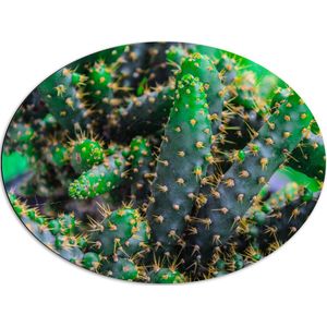 WallClassics - Dibond Ovaal - Wilde Cactussen - 80x60 cm Foto op Ovaal (Met Ophangsysteem)