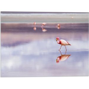 WallClassics - Vlag - Flamingo in het Water - 40x30 cm Foto op Polyester Vlag