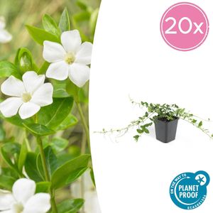 20 x Witte maagdenpalm Vinca minor alba , plat groeiende bodemdekker