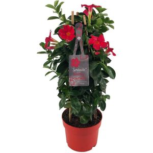 Mandevilla Sundaville Early Scarlet In Toren (Dipladenia) - Ø17cm - 55cm hoog - Tuinplant