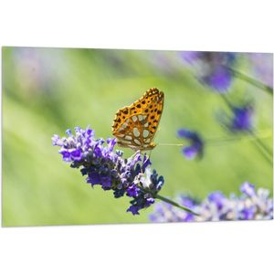 Vlag - Gele Vlinder op Lavendelbloem in Italië - 105x70 cm Foto op Polyester Vlag