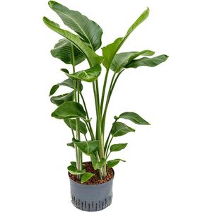 Strelitzia nicolai L hydrocultuur plant