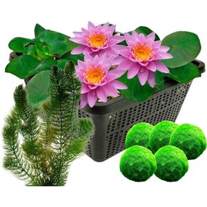 vdvelde.com - Roze waterlelie + Zuurstofplanten - Combi set - 12 planten - Plaatsing: -1 tot -40 cm