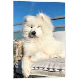 PVC Schuimplaat - Witte Pluizige Samoyeed Hond op Bank op Balkon - 60x90 cm Foto op PVC Schuimplaat (Met Ophangsysteem)