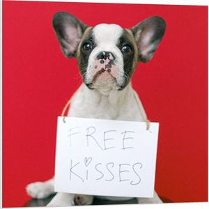 Forex - Bulldog op Rode Achtergrond met ''Free Kisses'' Bord - 80x80cm Foto op Forex