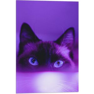 WallClassics - Vlag - Zwarte Kat in het Paarse Licht - 40x60 cm Foto op Polyester Vlag