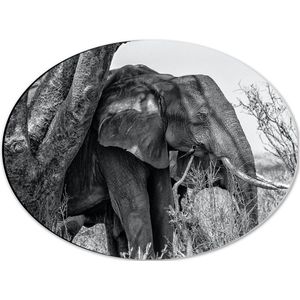WallClassics - Dibond Ovaal - Olifant in de Schaduw van een Boom - 40x30 cm Foto op Ovaal (Met Ophangsysteem)