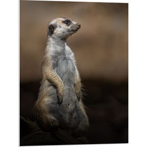 PVC Schuimplaat - Zittend Stokstaartje op Houten Takken - 60x80 cm Foto op PVC Schuimplaat (Met Ophangsysteem)
