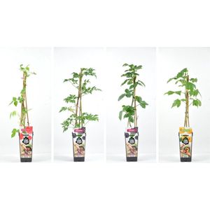 Fruitplanten mix Framboos/braam - set van 2 frambozen en 2 bramen - hoogte 30-40 cm
