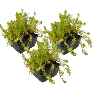 vdvelde.com - Aarvederkruid - 12 stuks - 3 Vijvermanden - Myriophyllum Brasiliensis - Zuurstofplant - Volgroeide hoogte: 10 cm - Plaatsing: -1 tot -20 cm