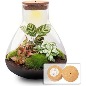 Planten terrarium - DIY - Sam XL Red - Ecosysteem plant - ↑ 35 cm