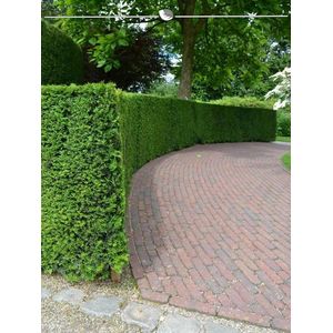 Venijnboom Taxus baccata 120-140 cm, 7x Haagplant